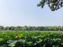 -长春市南湖公园