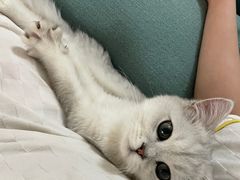 -猫大福·Fortune Cat猫舍(百子湾店)