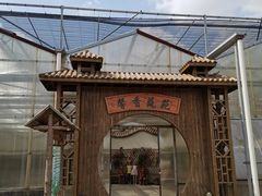 -上海都市菜园