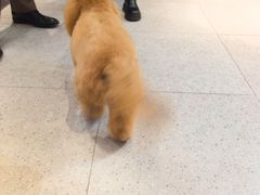 -FAELING PETS美天灵宠物(富力广场店)