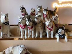 -Husky Go! 哈士奇体验馆·宠物咖啡厅狗咖