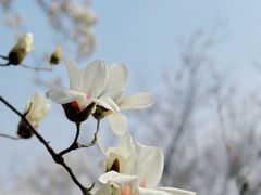 -无锡梅园公园