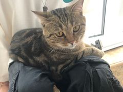 -Catmate·猫肥家润(金润铂宫店)