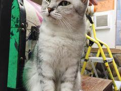 -猫咪博物馆(顶澳仔猫街店)