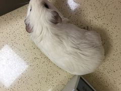 -美联众合动物医院·24h转诊中心