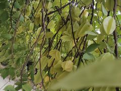 -西双版纳傣族园