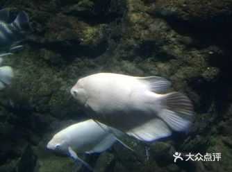 杭州海底公园,倒是算杭州旅游必去的 景点之一