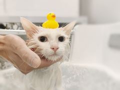 -comecome来吧宠物(奥克斯中心店)