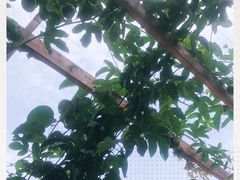 -洞背山庄(洞背院区式管理小区店)