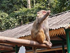 -西双版纳原始森林公园
