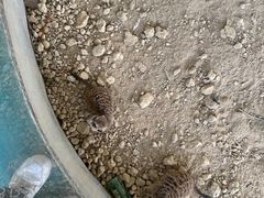 -广东花都香草世界旅游度假区