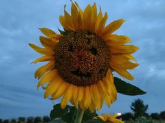 -汉长安城未央宫国家考古遗址公园