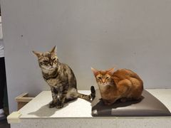 -飞行喵MR PILOT|猫舍·猫咖(静安大融城店)