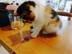-平行世界·猫咖(首经贸店)
