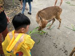 -鹿境梅花鹿生态园区