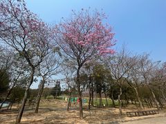 -天适樱花悠乐园