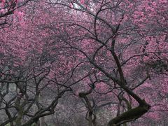 -杭州植物园