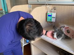 -北京观赏动物医院·24小时大型综合·猫专科·异宠专科