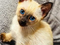 -欣宠猫屋·矮脚拿破仑·蓝金金渐层