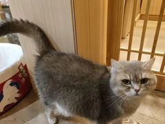 -MOCHA明星猫咖(田子坊店)