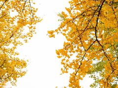 -重庆市江北嘴中央商务区中央公园