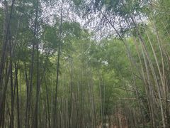 -黄山翡翠谷景区
