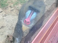 -合肥野生动物园