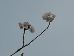 -南通鲜花小镇