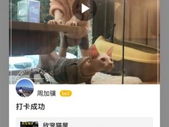 -欣宠猫屋·矮脚拿破仑·蓝金金渐层