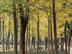 -洛阳市隋唐城遗址植物园