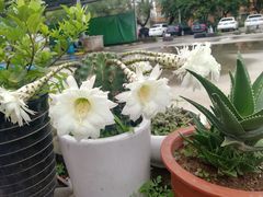 -上海西上海奥杰奥迪汽车销售有限公司(真如店)