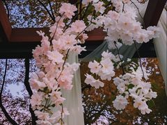 -高东镇樱花园