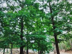 -白水寺森林公园