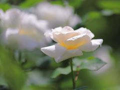 -龙寺生态园
