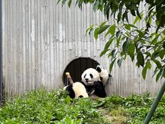 -卧龙中华大熊猫苑神树坪基地