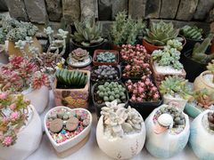 -金科花卉市场