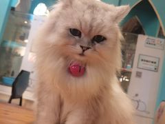-猫小院猫主题咖啡厅(北锣店)