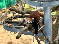 -西霞口神雕山野生动物世界