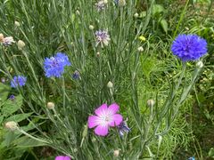 -武陵山森林公园