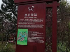 -天适樱花悠乐园
