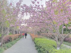 -高东镇樱花园