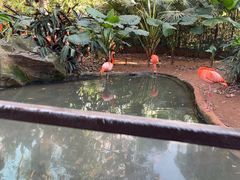 -海南热带野生动植物园