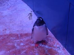 -暹罗海洋世界