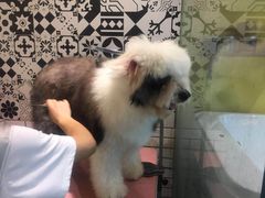 -西元前宠物酒店(郑庄府邸店)