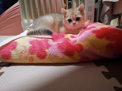 -东方名猫馆·英短金渐层布偶猫舍(环线广场1号楼店)