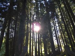 森林区-阿里山神木遗迹