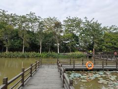 -大湾区中央湿地公园