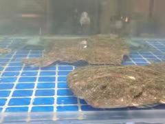 -鸿港海鲜批发市场