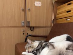 -MOCHA明星猫咖(田子坊店)
