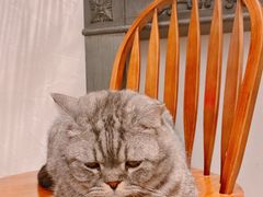 -猫友咖啡店(玉林西路店)